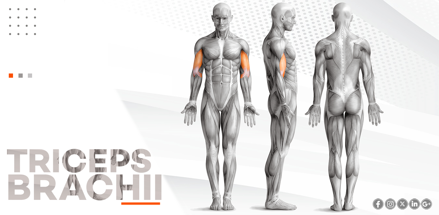 BICEPS BRACHII
